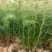 精品杉木苗一年苗质量保规格齐全基地直销价格优惠一手货源