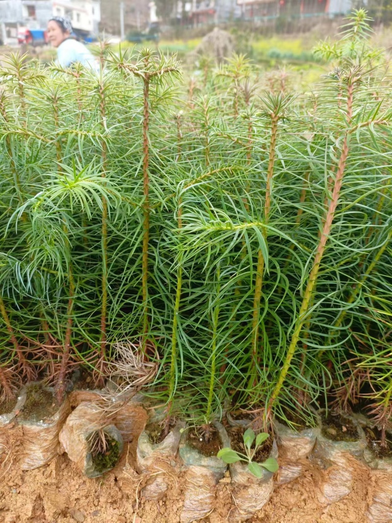 精品杉木苗一年苗质量保规格齐全基地直销价格优惠一手货源