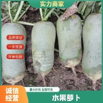 湖北青萝卜，水果萝卜品质保证，量大从优欢迎来电咨询