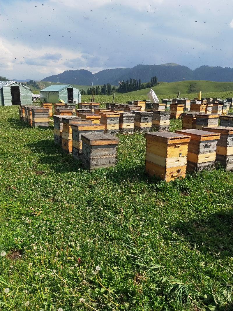 【精品】黑蜂原蜜工厂货源直发量大价优欢迎老板合作