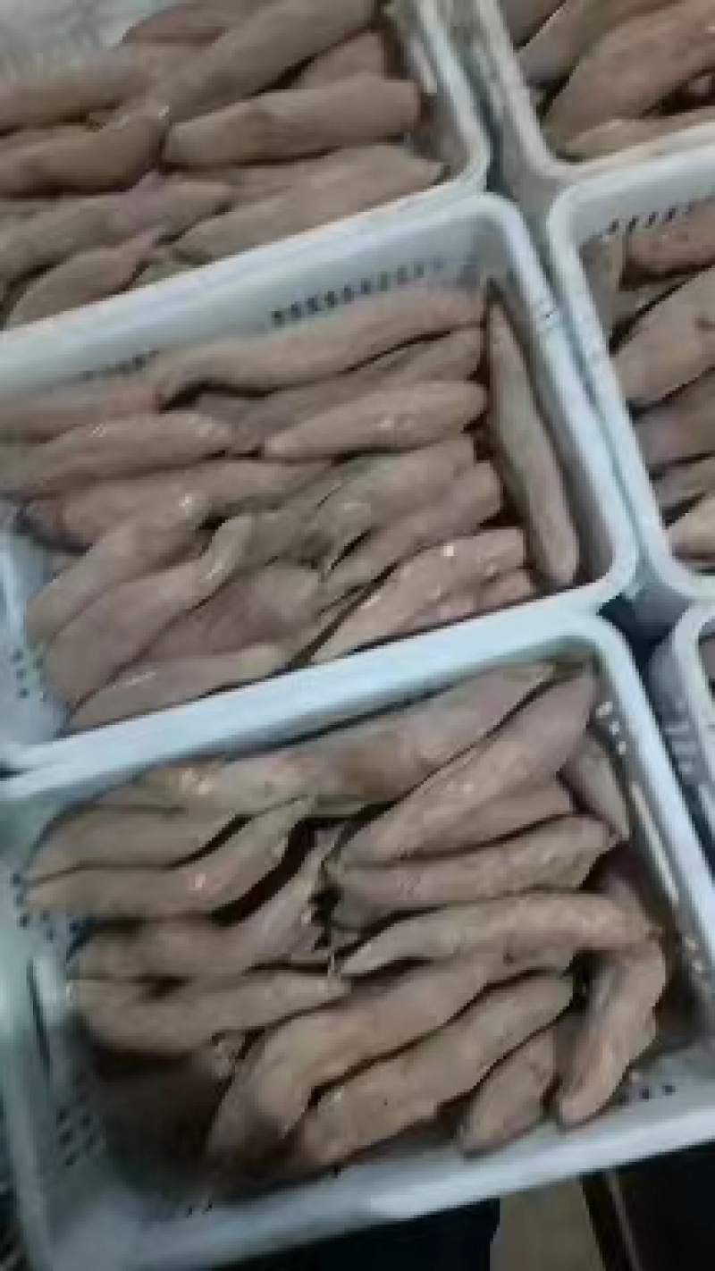 【低价】河北白哈密冰糖心红薯品质保证一手货源价格优惠来电