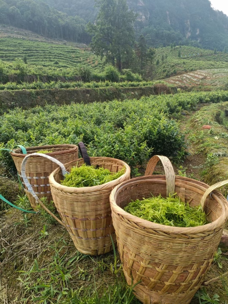 精品藤茶礼盒装产地直发，价格优惠，欢迎采购看货