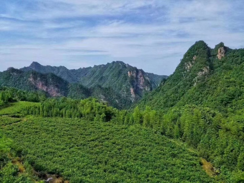 精品藤茶礼盒装产地直发，价格优惠，欢迎采购看货