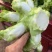 四川儿菜大量现货产地直发保质保量颜色好得很
