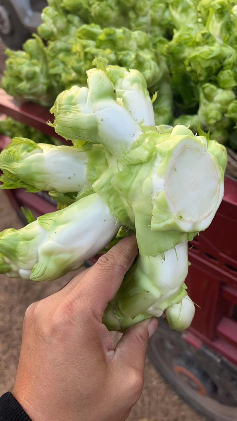 四川儿菜大量现货产地直发保质保量颜色好得很