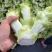 四川儿菜大量现货产地直发保质保量颜色好得很