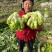 四川儿菜大量现货产地直发保质保量颜色好得很
