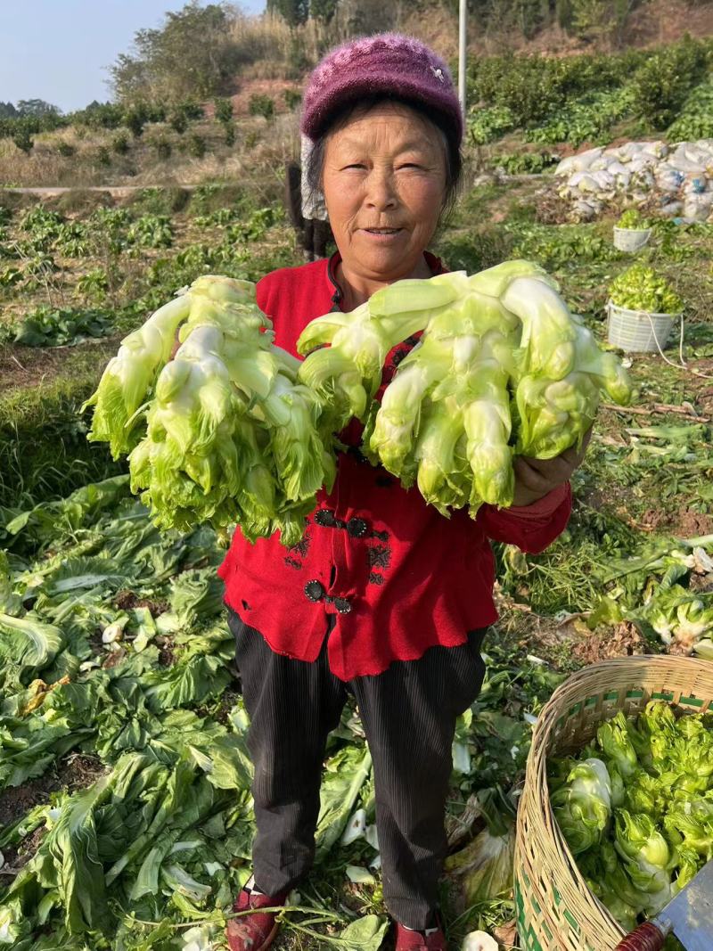四川儿菜大量现货产地直发保质保量颜色好得很
