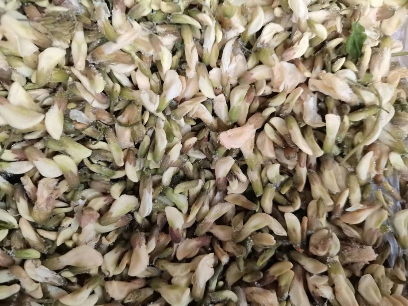 新鲜槐花【槐花】大量供应质量保证货源充足欢迎订购