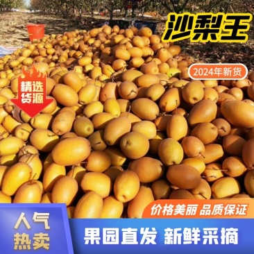 沙梨王金珠果，洛宁关庙沙梨产地货源农户直发