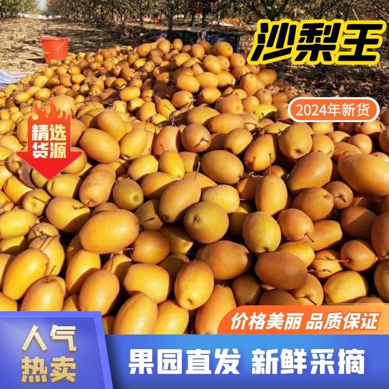沙梨王金珠果，洛宁关庙沙梨产地货源农户直发