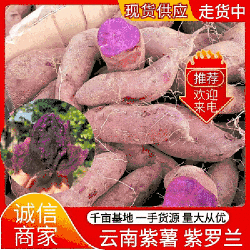 云南紫薯大量现货供应规格齐全供应电商批发商超
