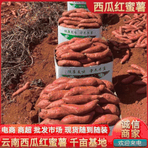 广东红薯西瓜红红薯高原蜜薯千亩基地直供全国发货
