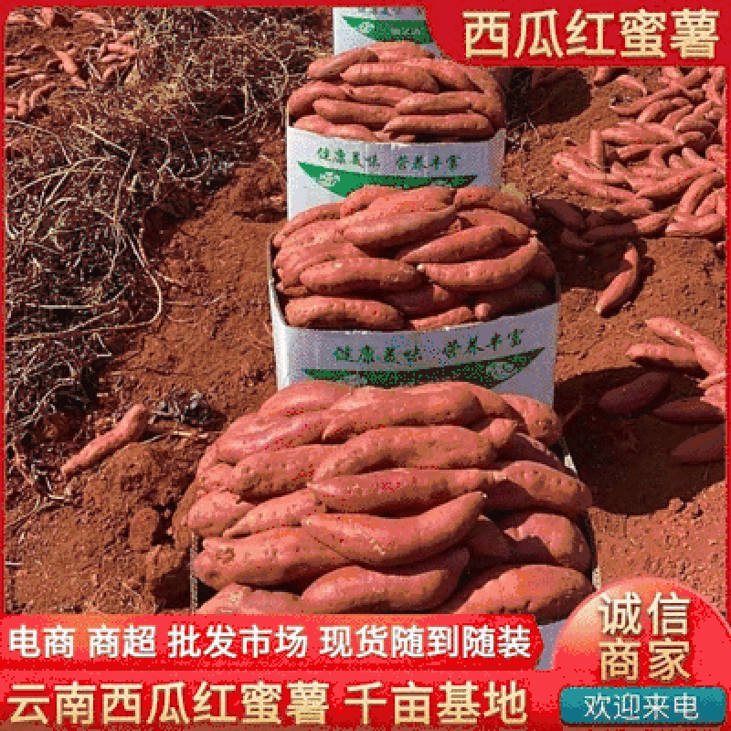 云南红薯西瓜红红薯高原蜜薯千亩基地直供全国发货