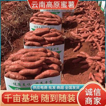 云南红薯高原蜜薯千亩基地直供电商商超可全国发货