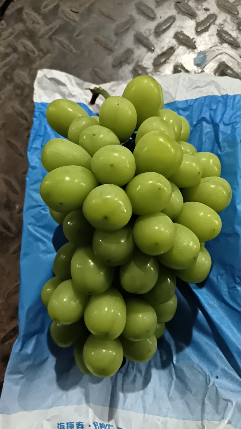 【精选】阳光玫瑰葡萄现货先发品质过硬价格不贵来电洽谈