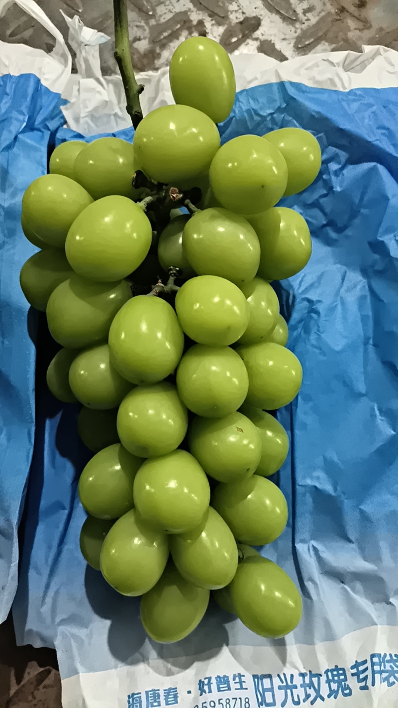 【精选】阳光玫瑰葡萄现货先发品质过硬价格不贵来电洽谈