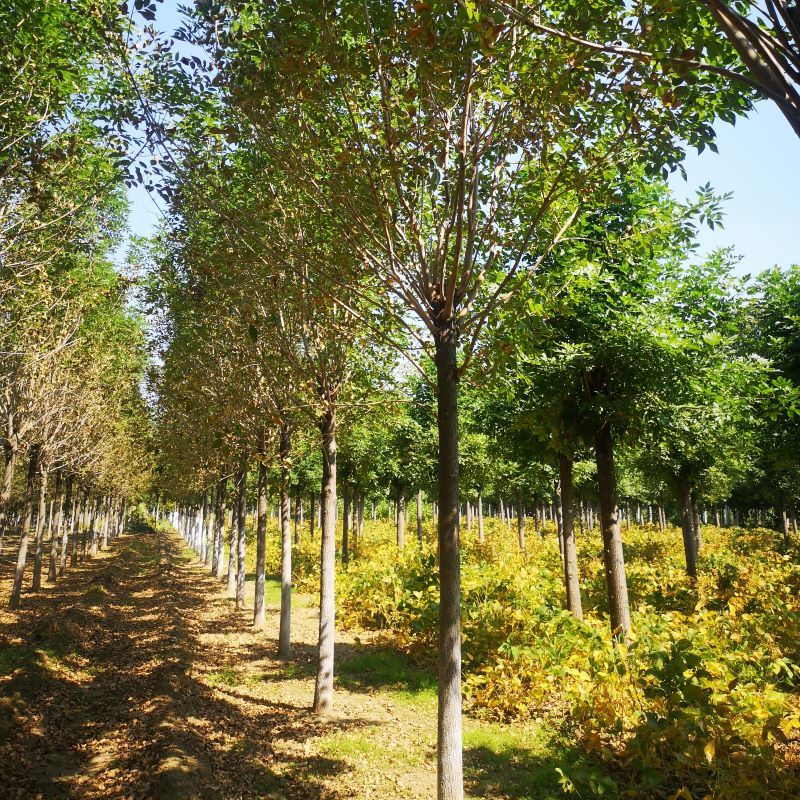 12公分白蜡