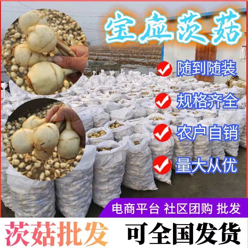 《茨菇之乡》宝应茨菇慈姑新鲜货源长期供应产地直发