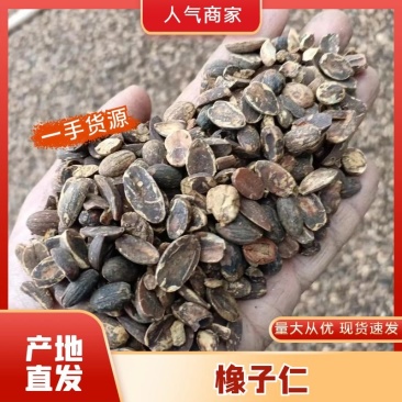 橡子坚果干果河南仁择子仁米橡仁青冈子仁支持视频看货
