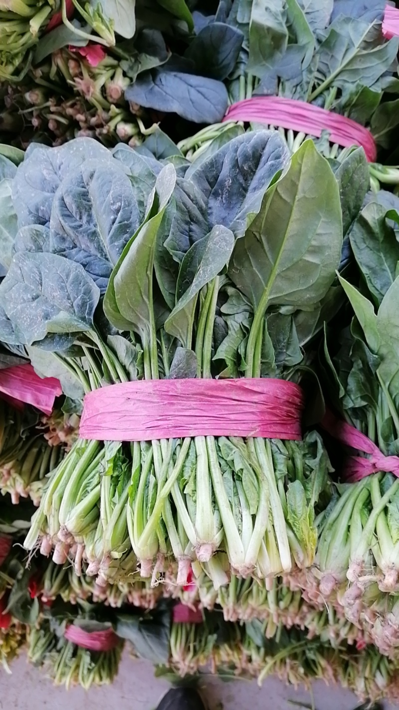 【黑叶菠菜】山东菠菜大量上市，产地直供，全国发货，可视频看货