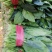 【黑叶菠菜】山东菠菜大量上市，产地直供，全国发货，可视频看货