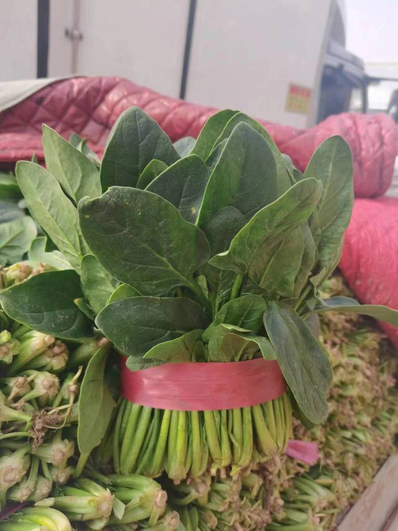 【黑叶菠菜】山东菠菜大量上市，产地直供，全国发货，可视频看货