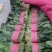 【黑叶菠菜】山东菠菜大量上市，产地直供，全国发货，可视频看货