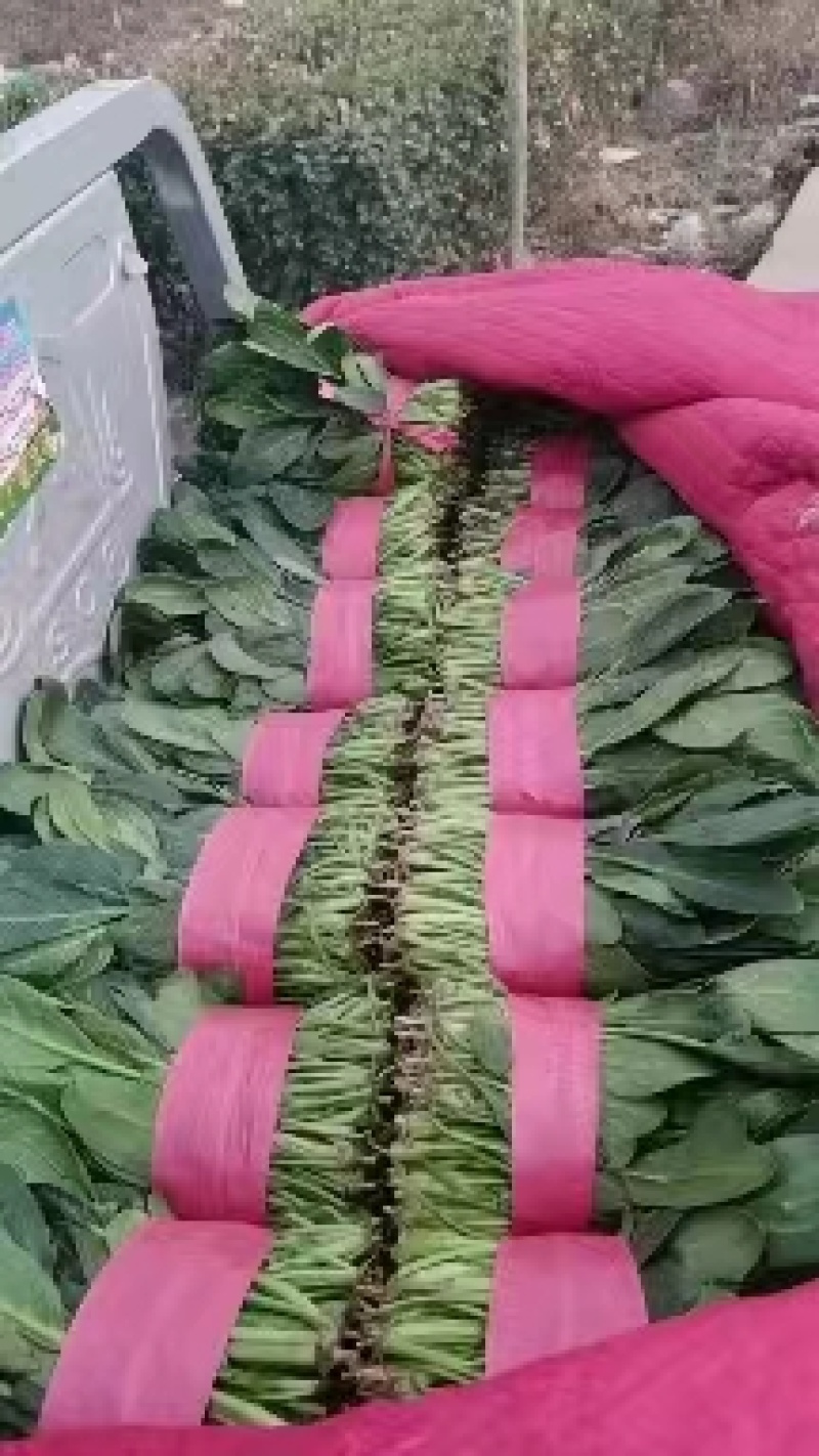 【黑叶菠菜】山东菠菜大量上市，产地直供，全国发货，可视频看货