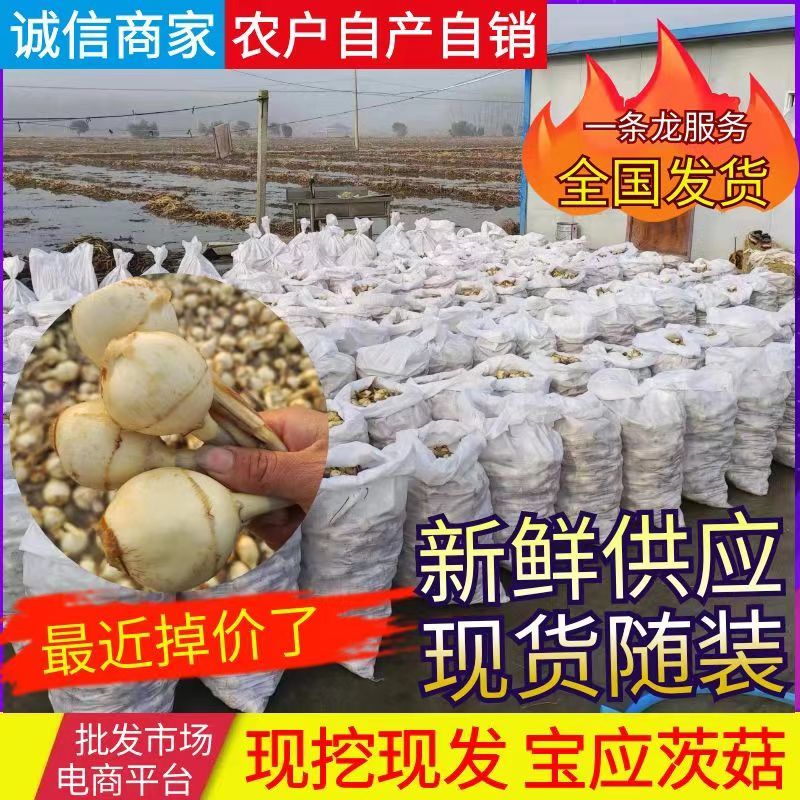 宝应茨菇农户一手产地直发新鲜货源批发价格长期供