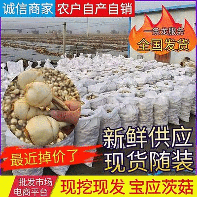 宝应茨菇农户一手产地直发新鲜货源批发价格长期供
