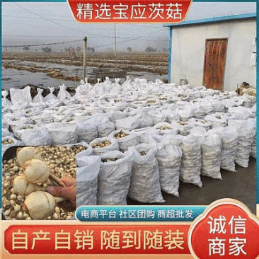 《精品茨菇》大量供应基地直发质量保证现货随到随装