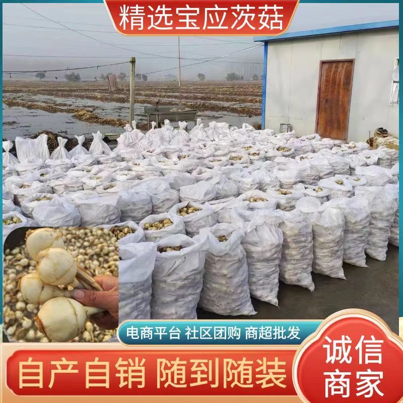 《精品茨菇》大量供应基地直发质量保证现货随到随装