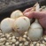 《精品茨菇》大量供应基地直发质量保证现货随到随装