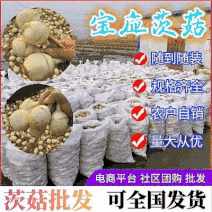 水洗白茨菇大量供应一手货源慈姑自家种植质量保证