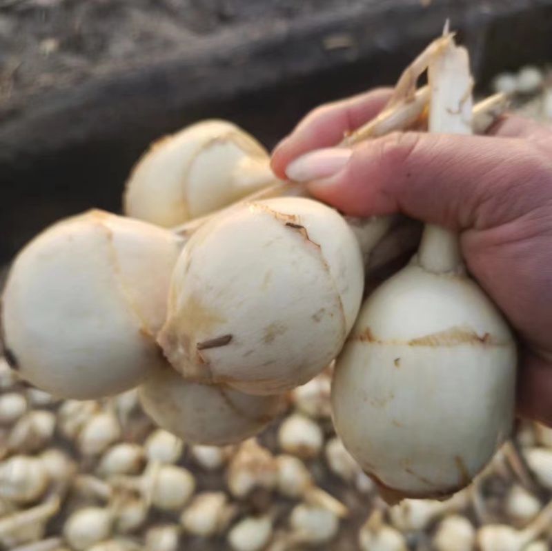 《宝应茨菇》慈姑大量供应中种植基地直供白慈姑水洗