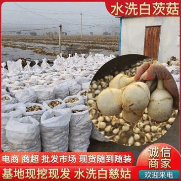 《常年批发》宝应茨菇新鲜货源白慈姑量大优惠现货供应