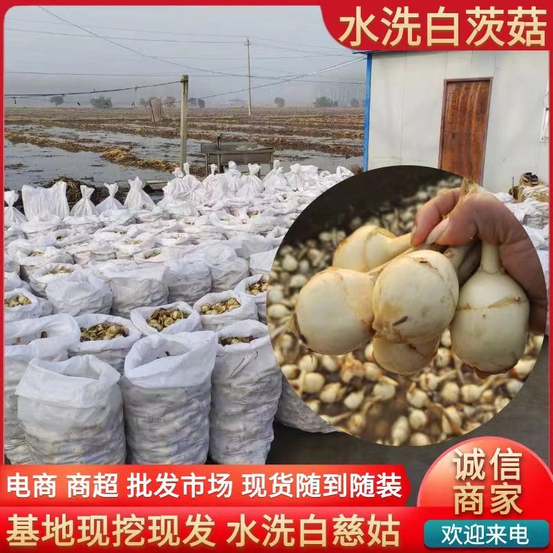 《常年批发》宝应茨菇新鲜货源白慈姑量大优惠现货供应