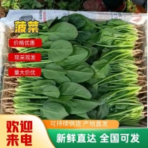 山东莘县菠菜，量大从优，品质保证，欢迎来电采购