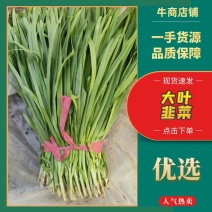 山东莘县大叶韭菜二茬，量大从优，品质保证，欢迎来电采购