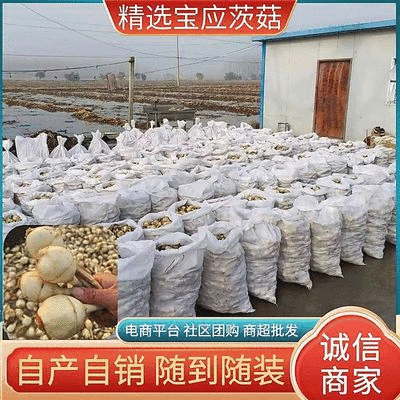 白茨菇青慈姑新鲜货源长期供应产地直发现货随装