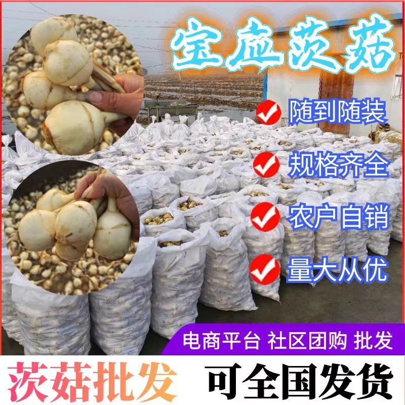 白慈姑《常年批发》新鲜货源长期供应产地直发质量保证