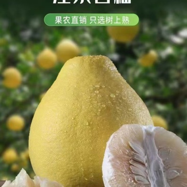 包邮江永香柚大量上市黄心纯甜支持零售批发量大优惠