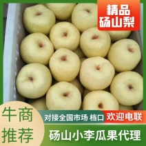 精品砀山酥梨产地直供量大从优，对接各大商超批发市场