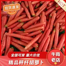 精选秤杆胡萝卜大量现货产地直发质量保证供应全国