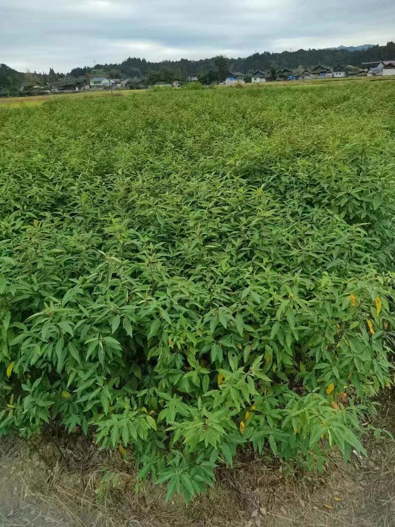 山苍子苗，移植苗木，存活率高，欢迎大家来电咨询