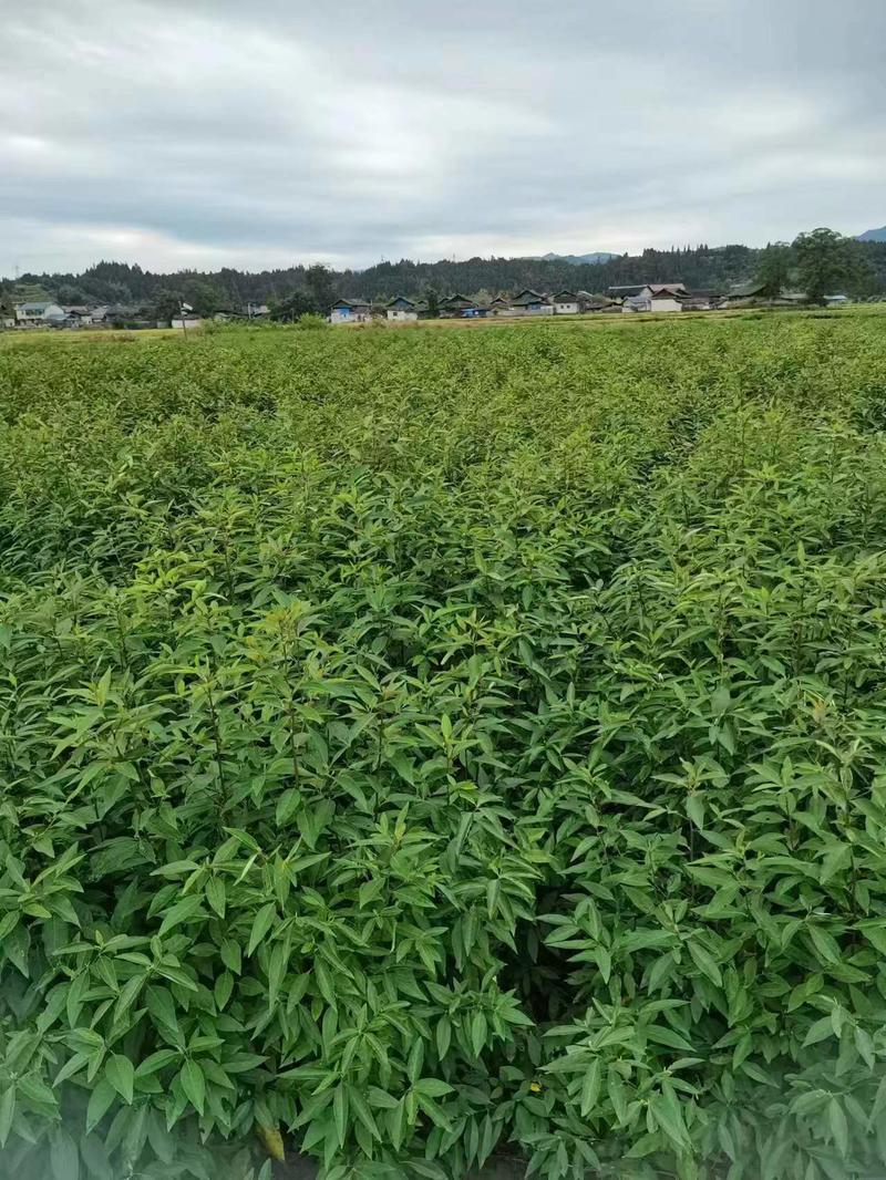 山苍子苗，移植苗木，存活率高，欢迎大家来电咨询