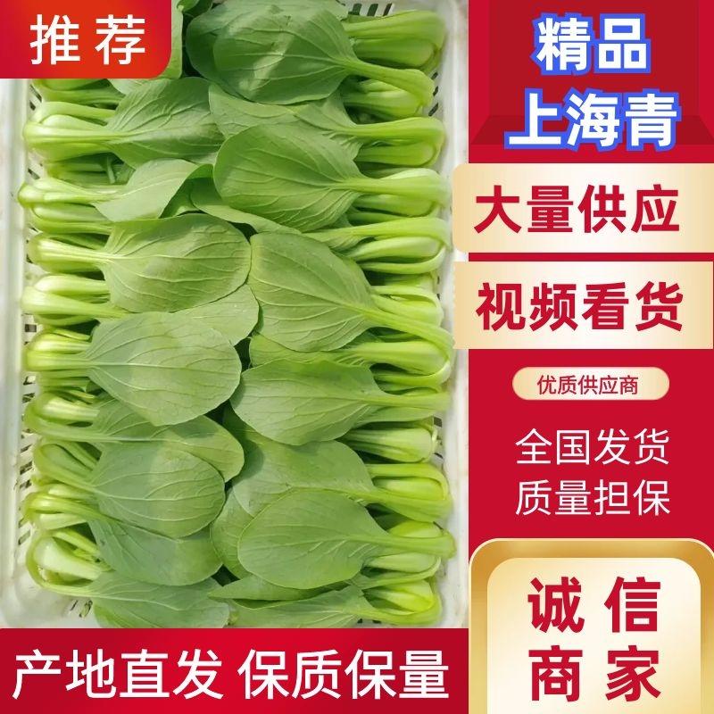 精品油菜上海青大量供应，常年供货，专业团队，保质保量