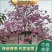 紫花风铃木3-15分，丛生，嫁接锈球，全冠等，大量出售