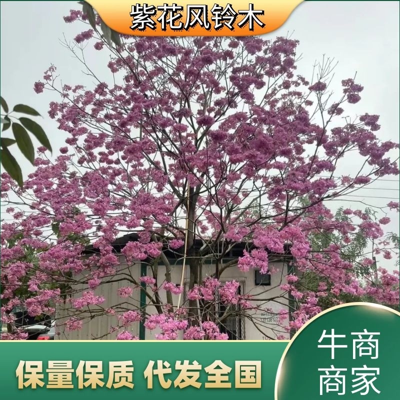 紫花风铃木3-15分，丛生，嫁接锈球，全冠等，大量出售